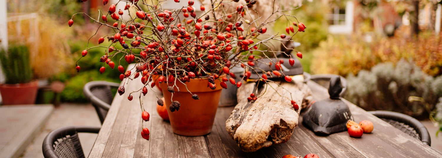 Goldene Herbsttage - so holst du das Beste aus Garten und Zuhause raus