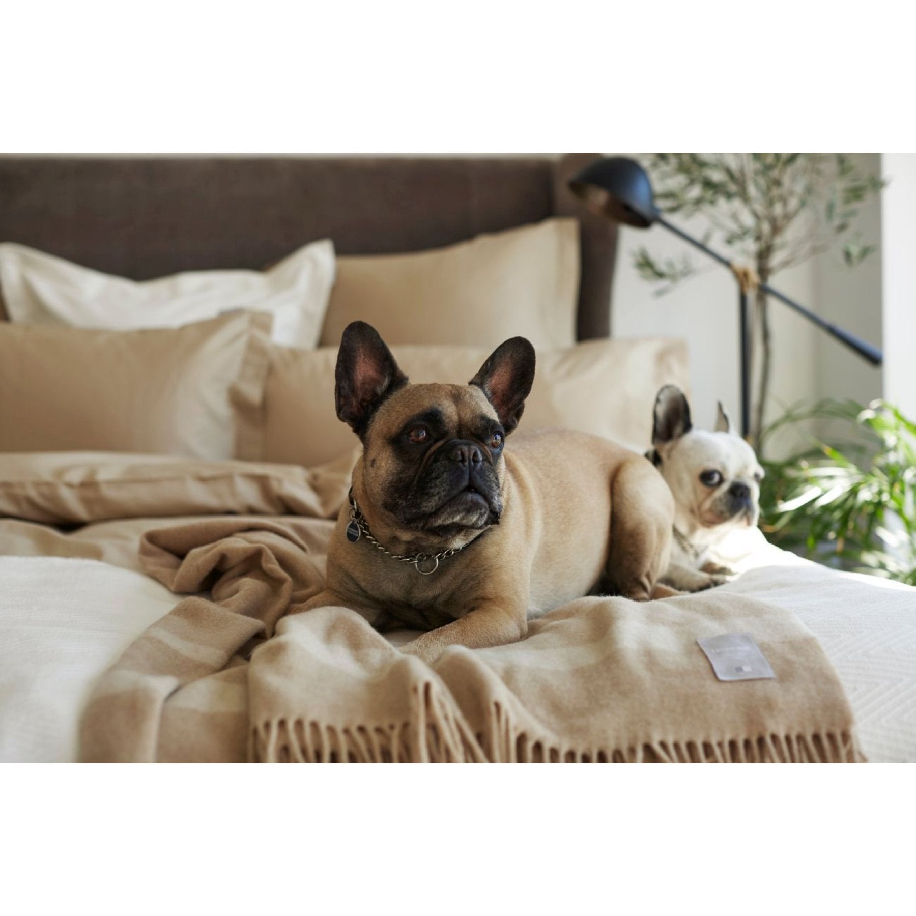VI 452979_zoom_3_2x_b3ad8d12-a733-4f81-8740-f84386f9b3c2.jpg