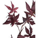 537887
