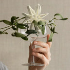VI Blomus_jul_20251397_b_68059_64396-medium.webp