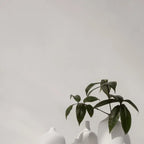VI CEOLA_3-medium.webp