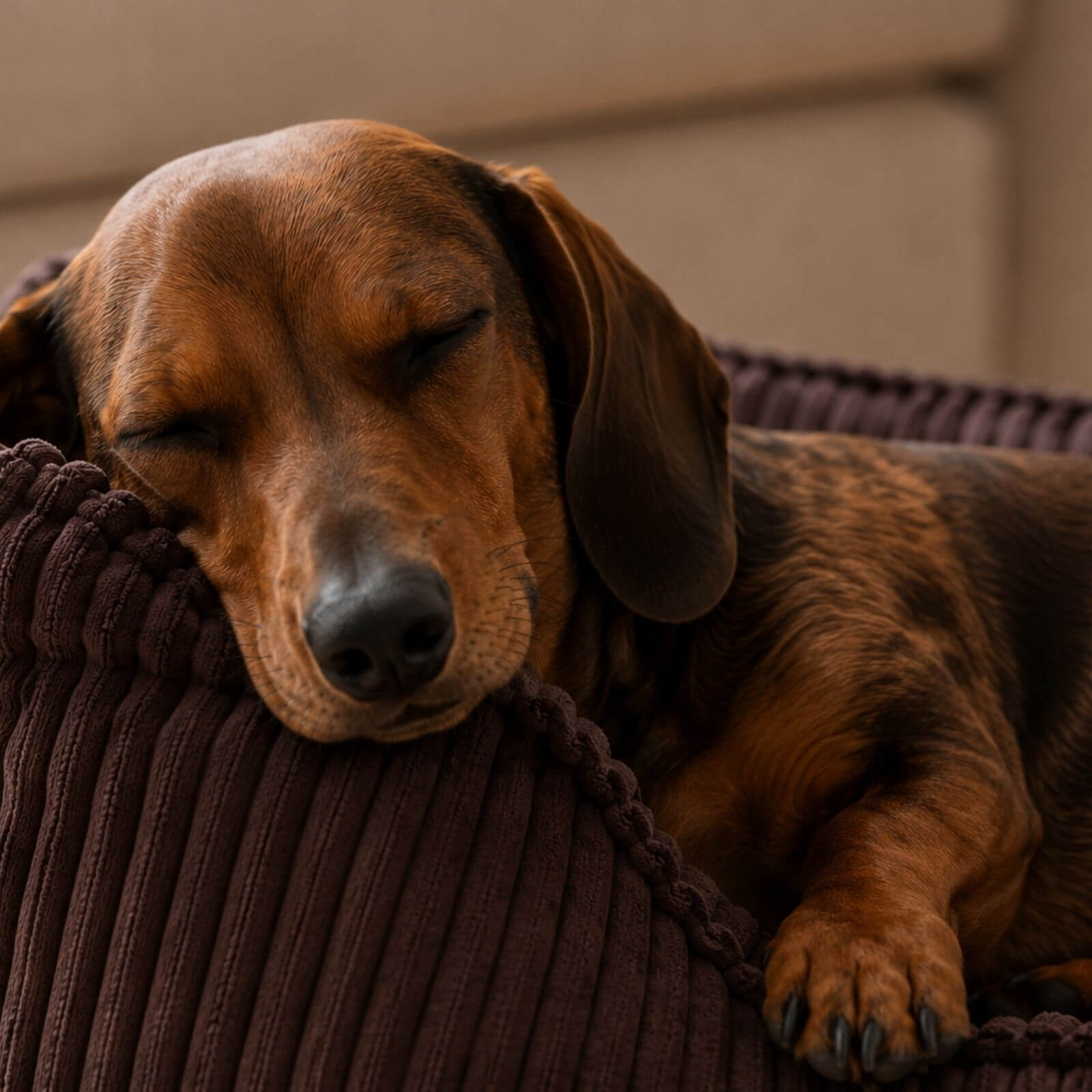 Hundebett ANTON Cord Braun