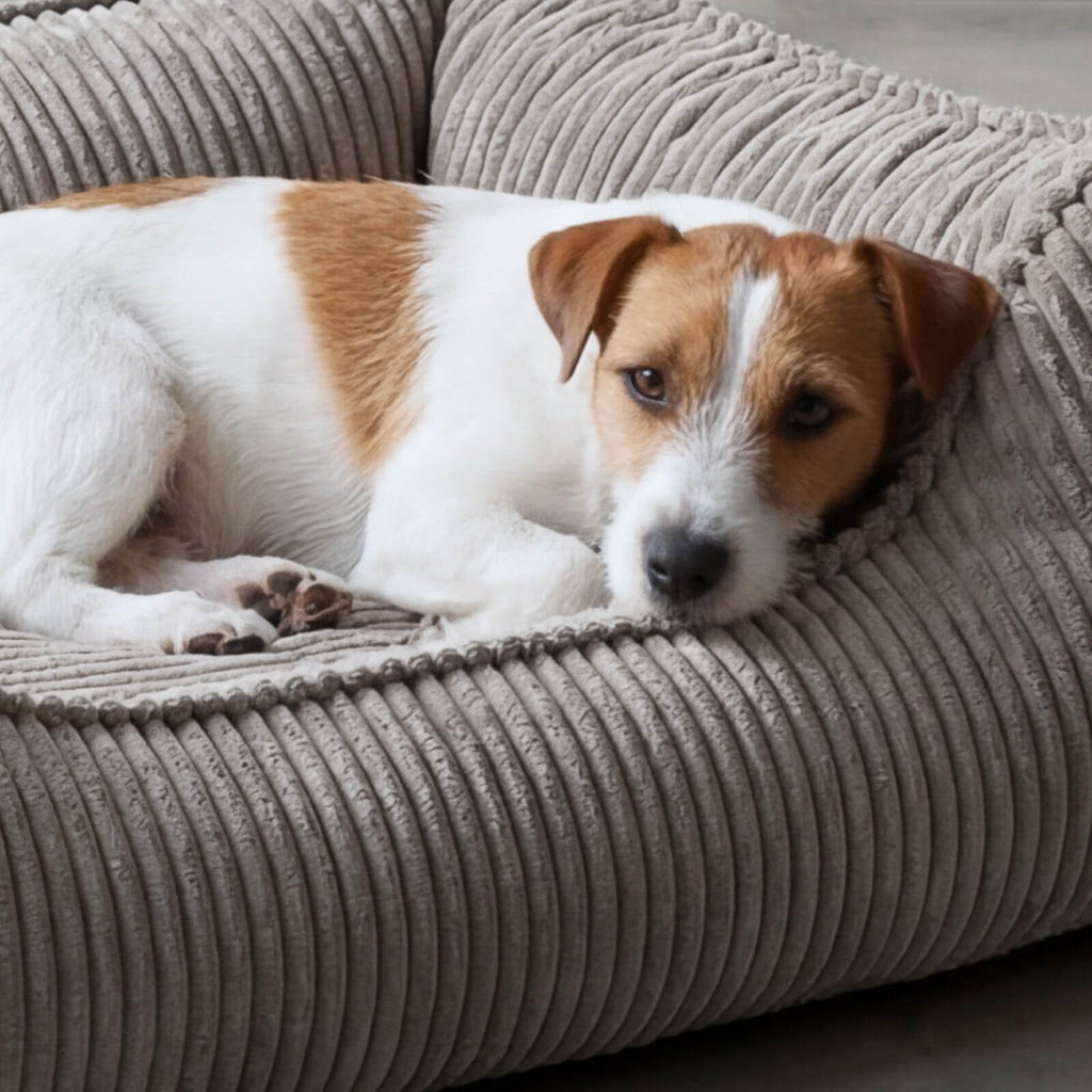 Hundebett ANTON Cord Grau