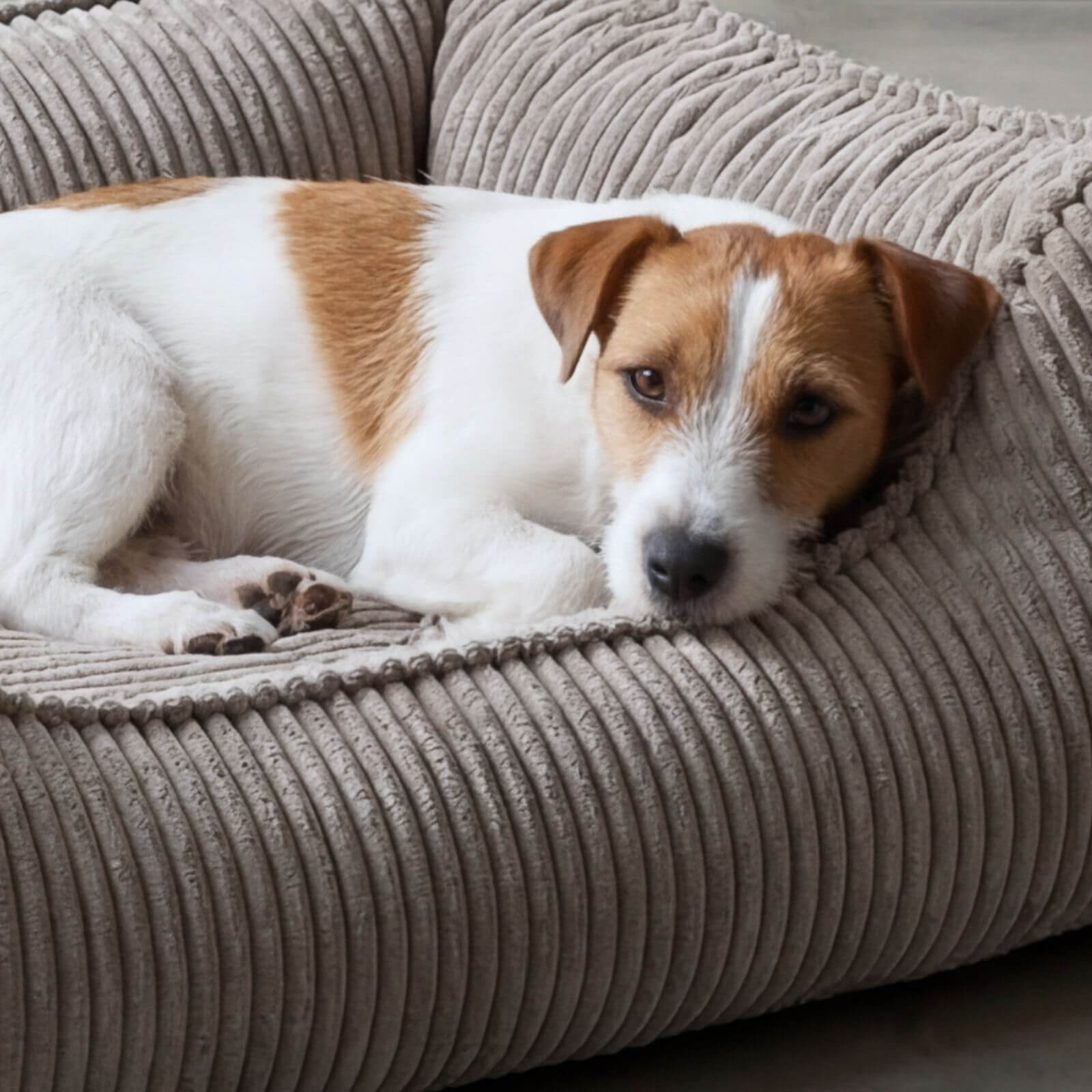Hundebett ANTON Cord Grau