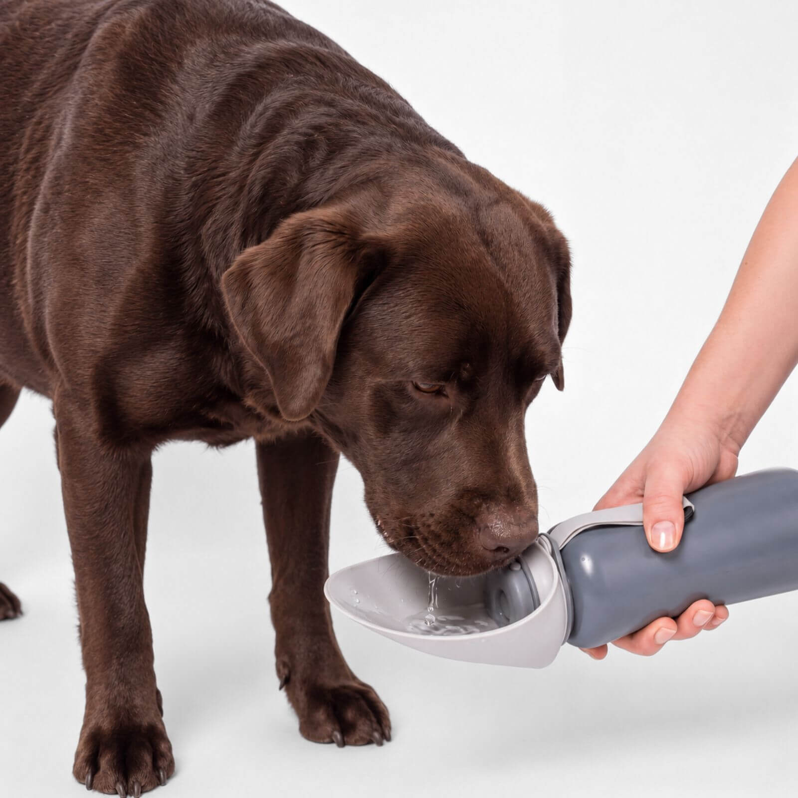 Trinkflasche für Hunde PAUL 800ml