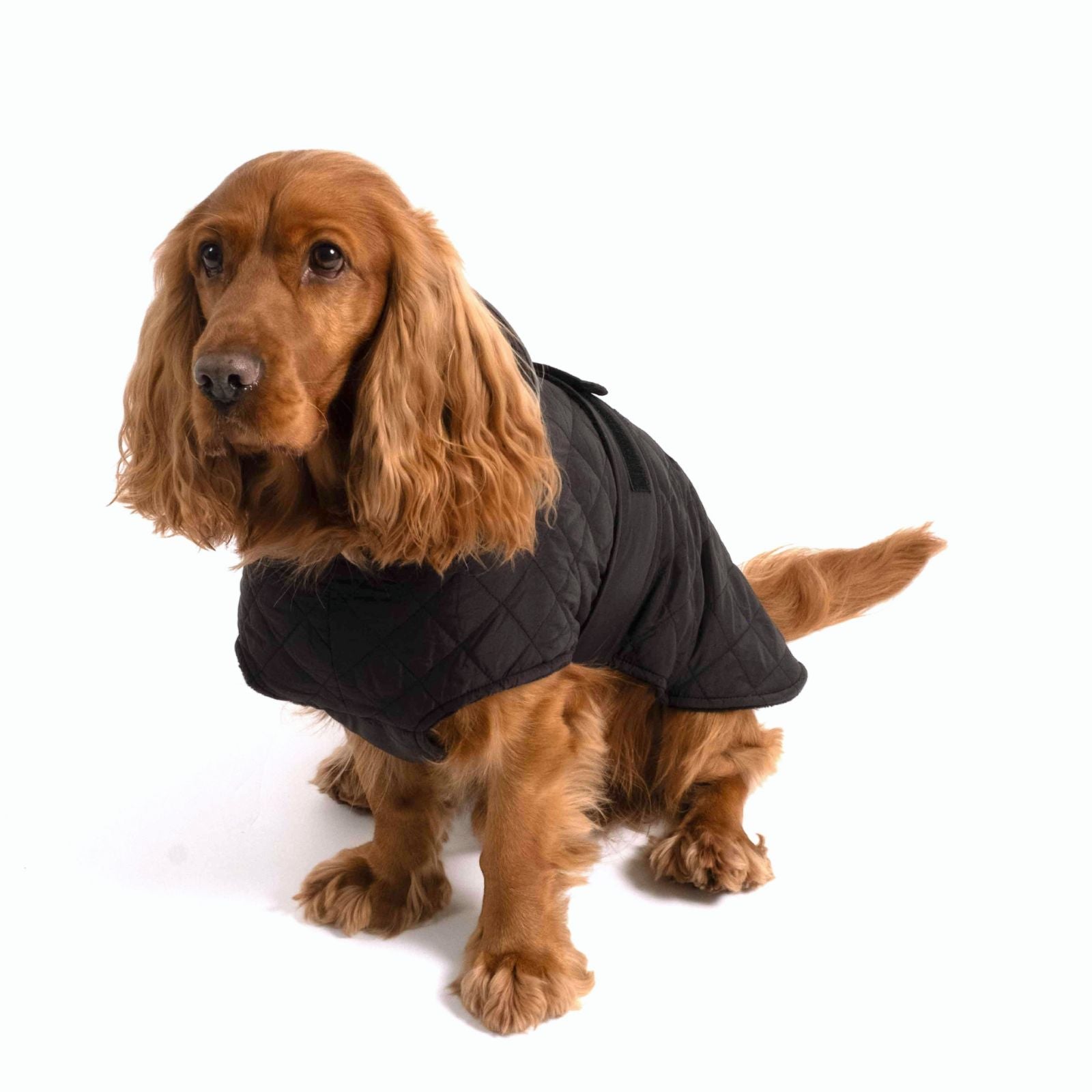 Hundejacke FRITZ Schwarz